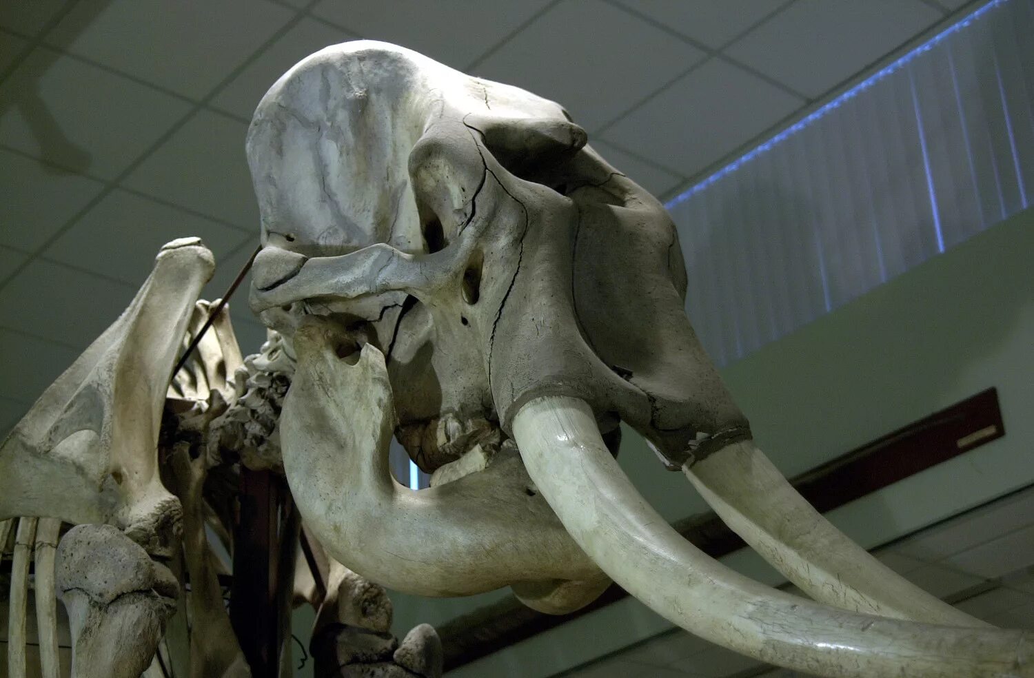 Слоновый череп. Скелет слона.