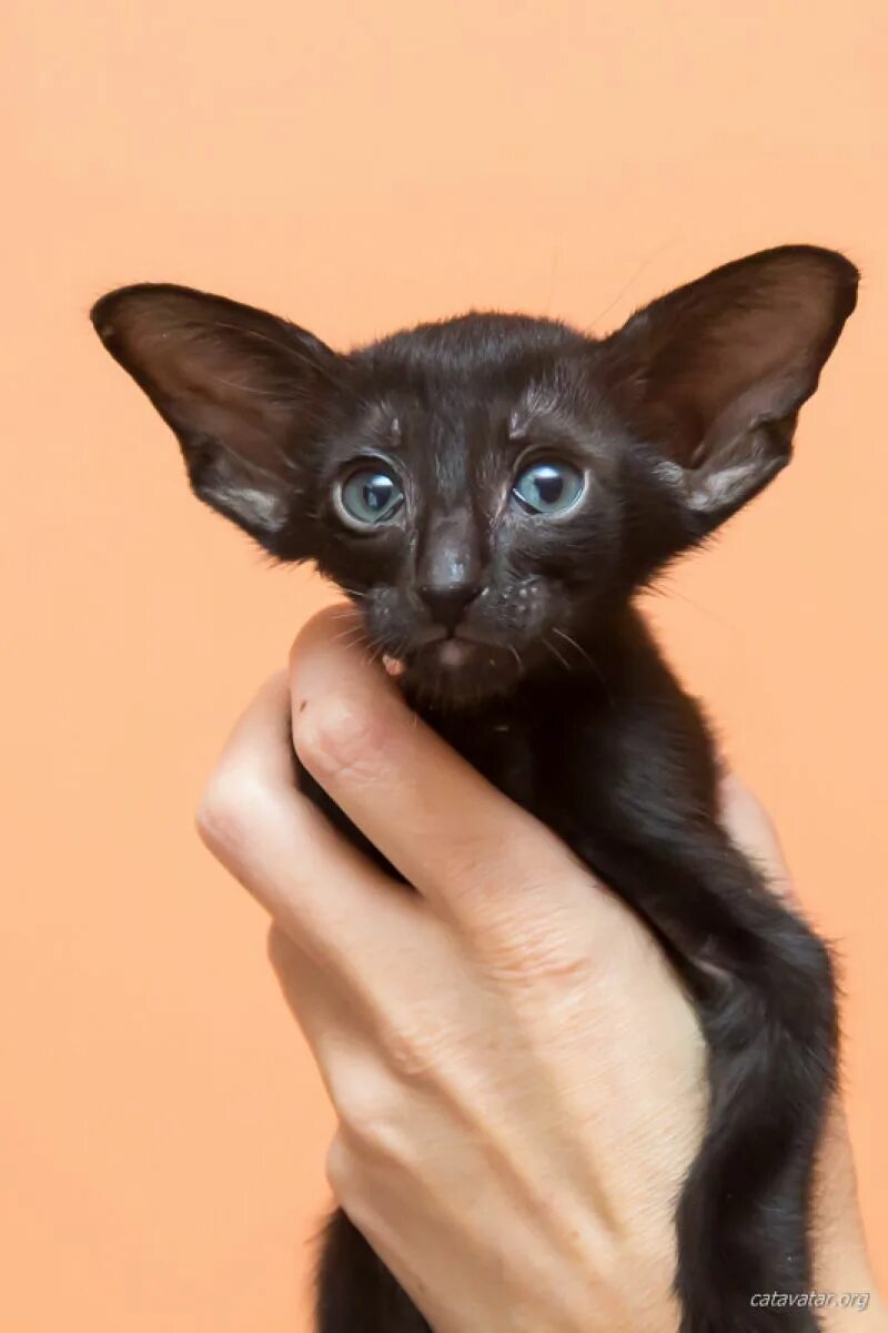 Ушастый кот порода Ориентал. Ориентальная кошка. Черный Ушастый кот Ориентал. Черный Сиам Ориентальная.