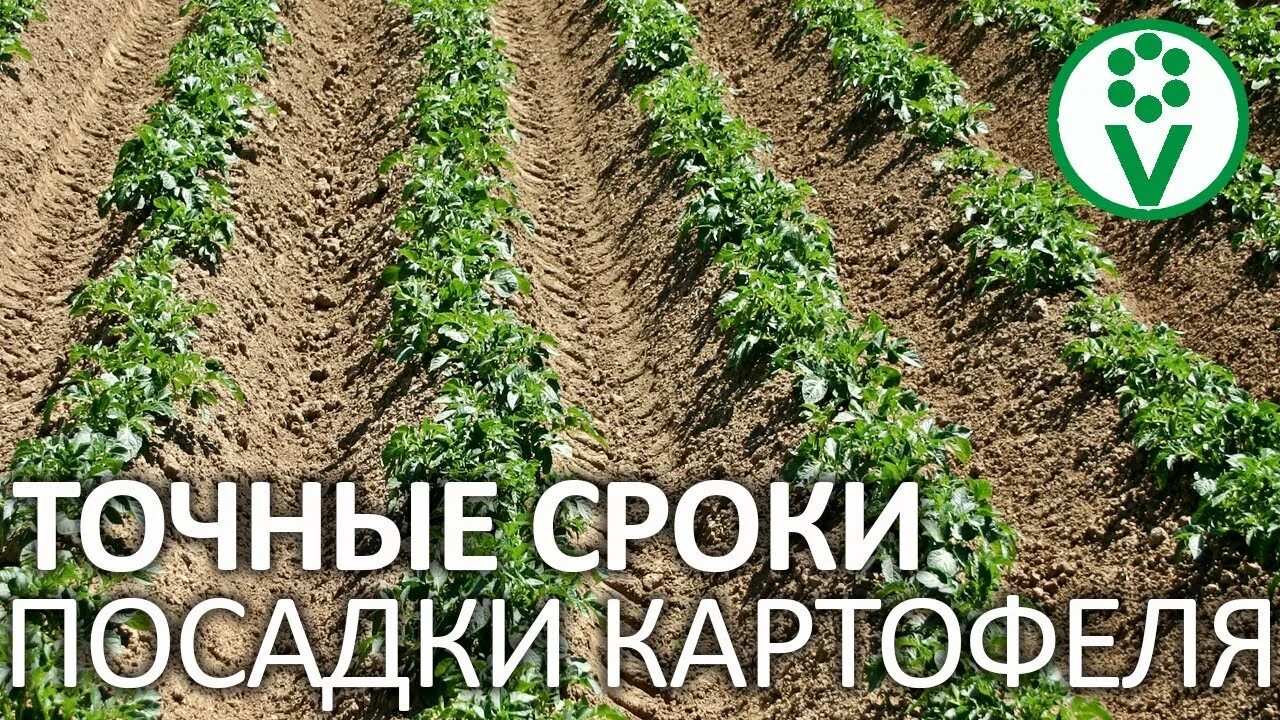 Температура почвы для посадки картофеля. Сроки посадки картофеля. Срок посадки картофеля раннего в Калининграде. Сроки посадки картофеля в 2022. А вам слабо под звуки канонады сажать картофель, сеять огурцы,.