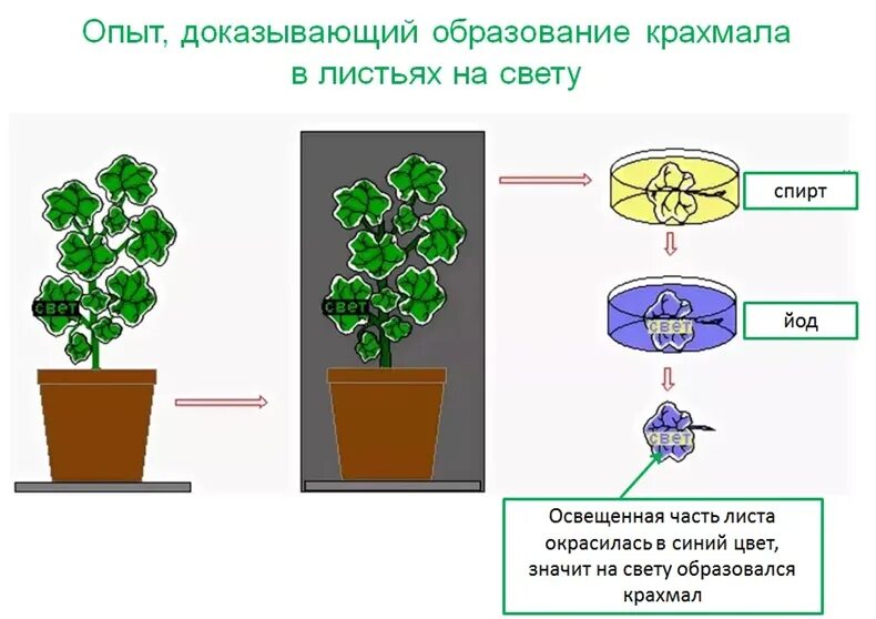 Опыт дыхание органов растений. Опыт дыхание растений. Опыты с растениями. Дыхание растений эксперимент. Эксперимент доказывающий дыхание растений на свету.