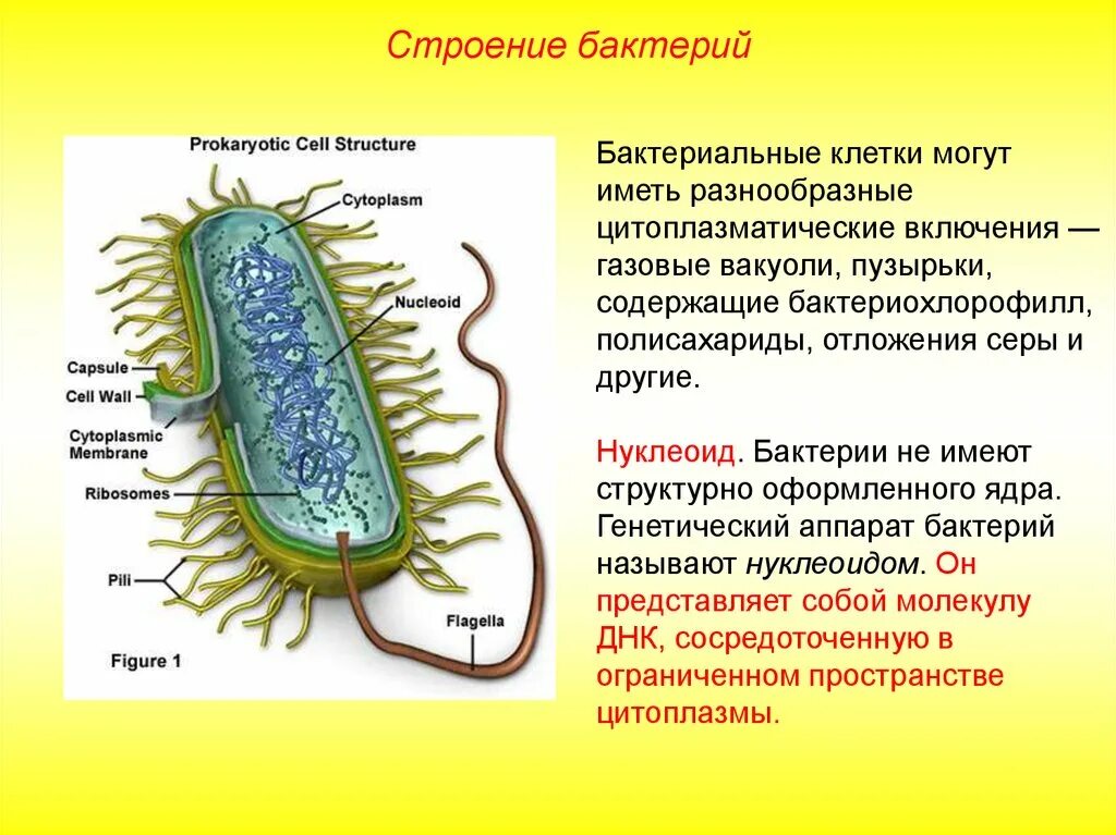 Общие свойства бактерий. Строение бактериальной клетки. Описание строения бактериальной клетки. Прокариотическая клетка bacteria. Строение клетки прокариот бактерии.