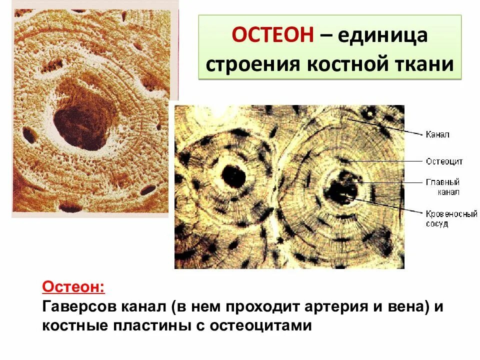 Строение остеона костная ткань. Строение костной ткани. Структура остеона. Костная ткань гаверсов канал. Остеон- структурно-функциональная единица костной ткани. Остеон ткань