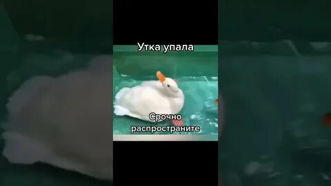 Утка упал