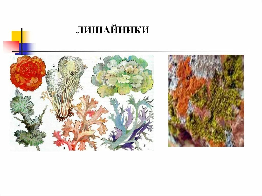 Подпишите названия бактерии лишайники животные. Лишайники 5 класс биология рисунок. рисунки лишайников на биологию 5 класс. рисунок лишайников по биологии 5 кл. лишайники 5 класс биология.