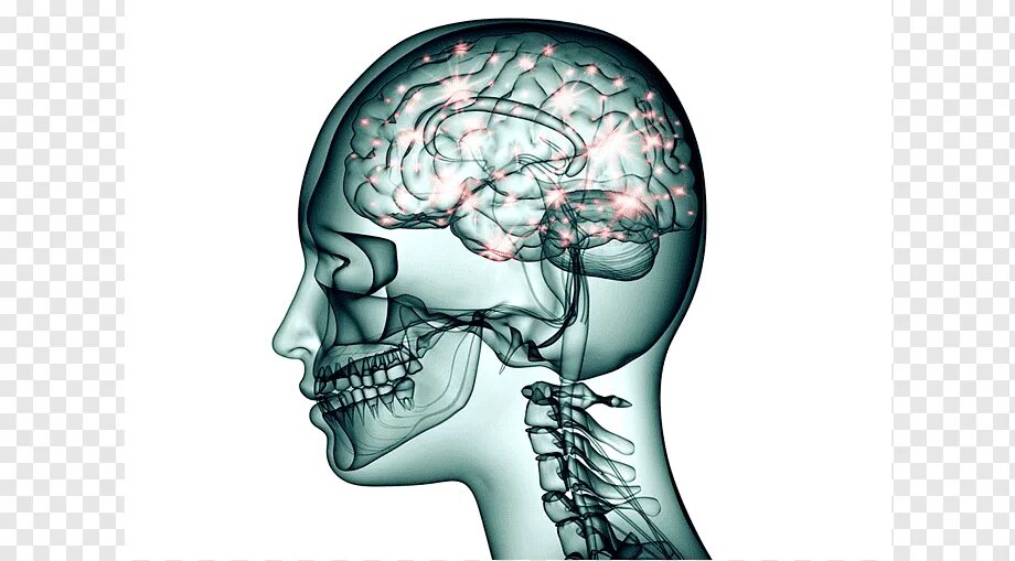 Нервная система головы человека. Токсические заболевания головного мозга. Мозг в голове. Токсическая энцефалопатия.