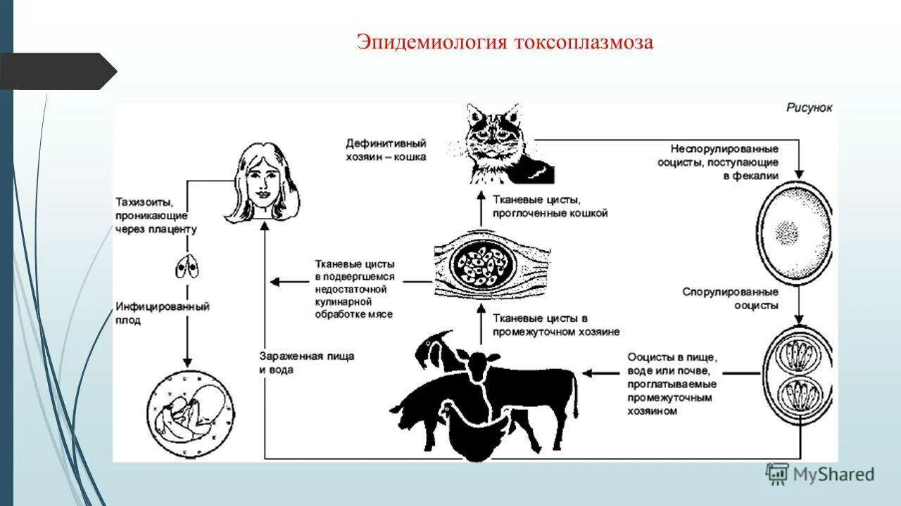 Токсоплазмоз у животных. Токсоплазмоз цикл развития схема. токсоплазма цикл развития схема. цикл развития токсоплазмы схема. жизненный цикл развития токсоплазмы.