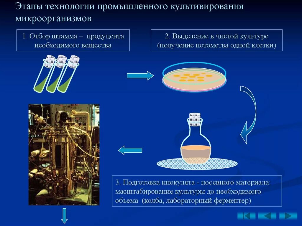 Какие методы можно использовать для выделения. Этапы культивирования бактерий. Стадии культивирования микроорганизмов. Культурирование бактерий. Фазы культивирования бактерий.