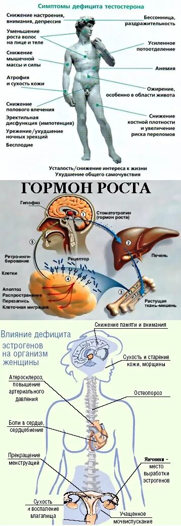 Повышенный соматотропин. Гормон роста. Органы вырабатывающие гормоны у человека. Орган вырабатывающий гормон роста у человека. Гормон долголетия.