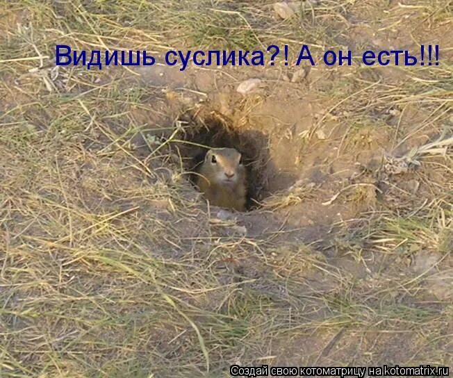 Суслик может не есть и не пить. Шутка про суслика. шутки про сусликов. видишь суслика. видишь суслика а он есть.