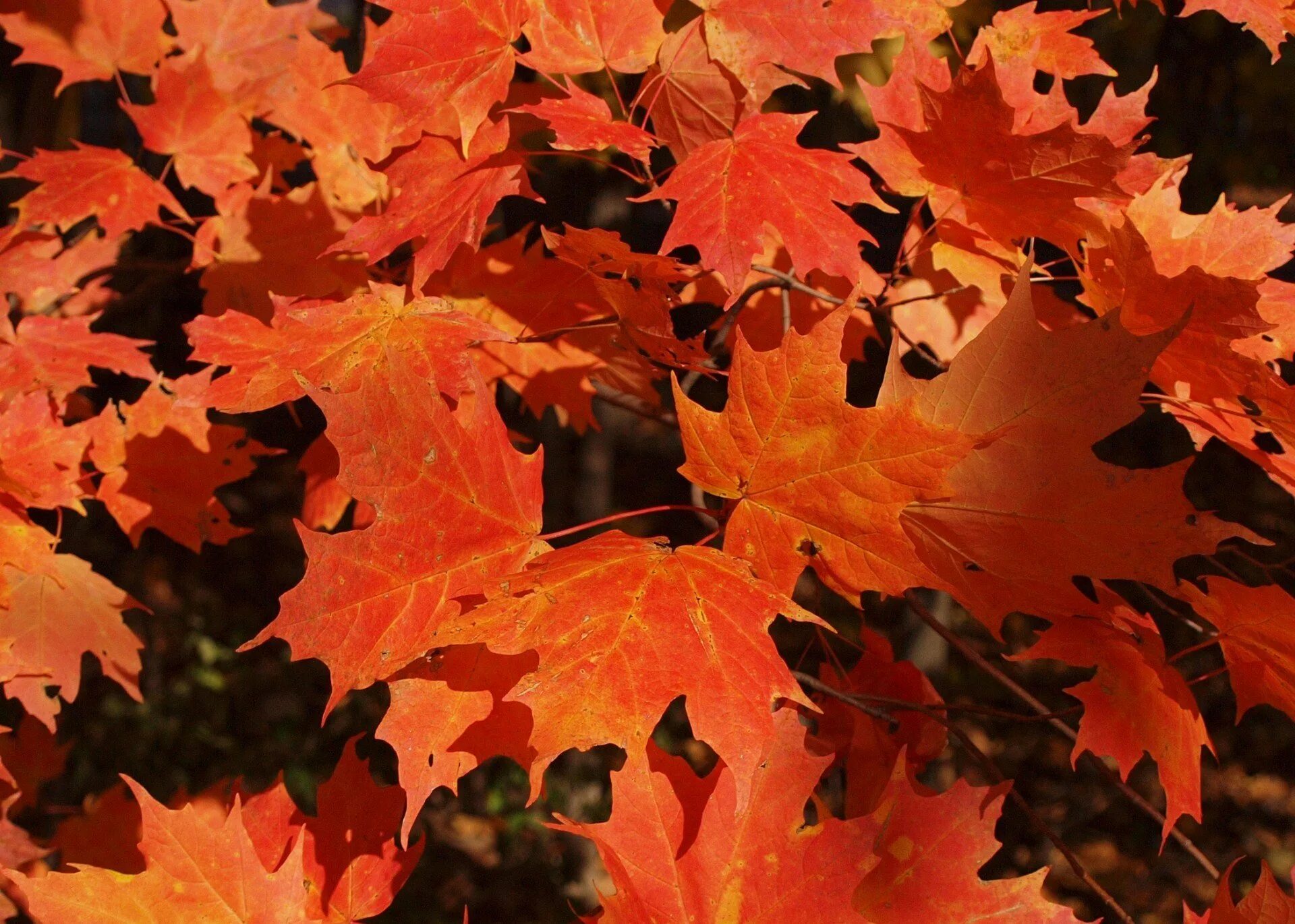 Осенний кленовый лист. Maple кленовый лист. Осенний листик клена. Листья клена осень. Клен цвет листьев осенью