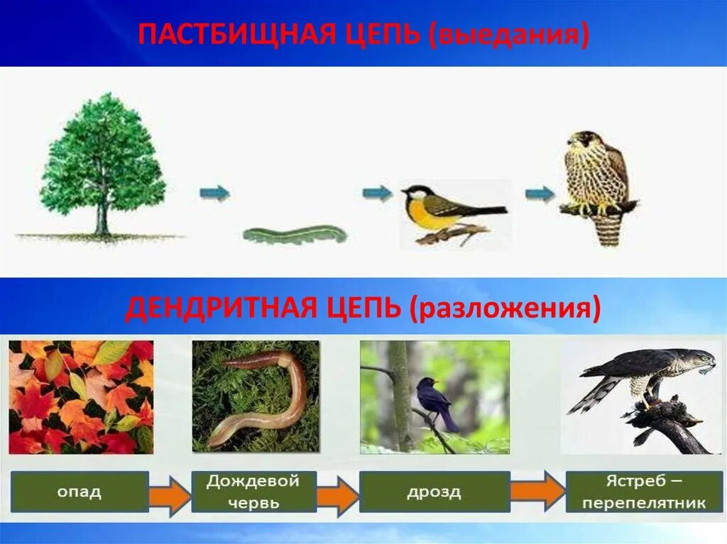 Цепь питания с дождевым червем. Пастбищная пищевая цепь (цепь выедания). Пищевая цепь цепь выедания цепь разложения. Пищевая цепь выедания примеры. Пастбищная пищевая цепь питания.