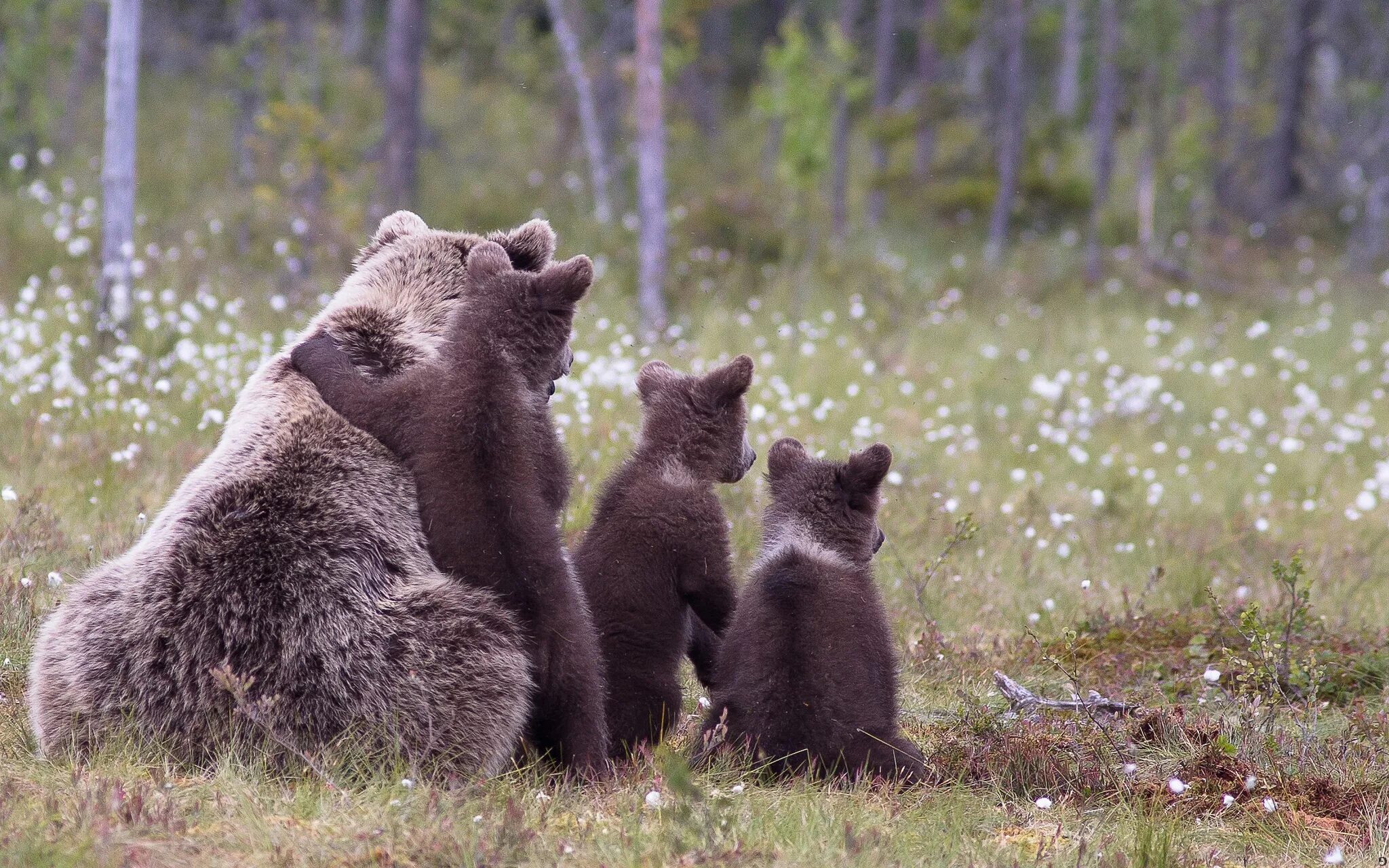 Сайлюгемская популяция бурого медведя (Ursus arctos). Бурый медведь Пестун. Бурый медведь с медвежатами. Медведица и медведь Пестун.