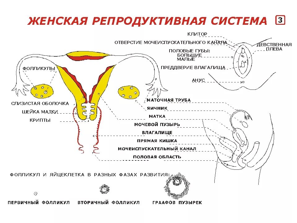 Репродуктивная женская половая система. Схема строения репродуктивной системы. Женская репродуктивная система. Наружные половые органы женщины. Репродуктивная система женщины схема.