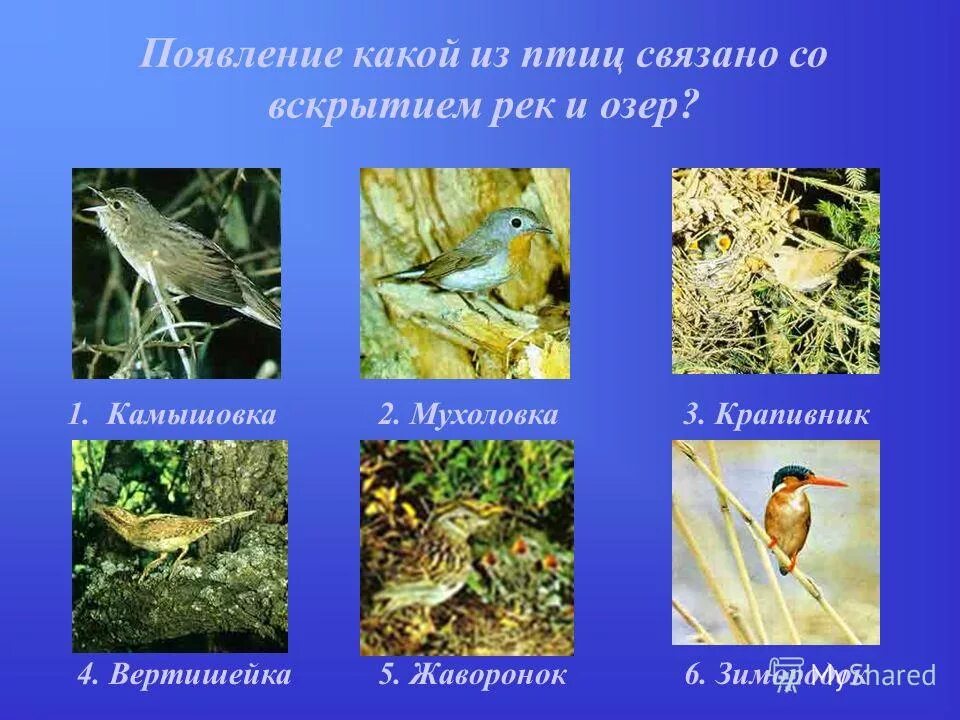 Чем питаются насекомоядные птицы. Перелетные птицы улетают на юг. Насекомоядные примеры ласточка. Насекомоядные птицы. Белолобая ласточка.