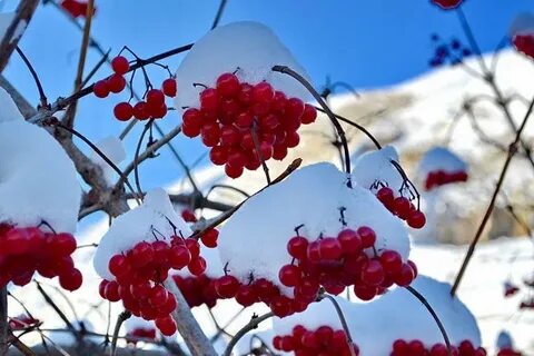 Калина зимой