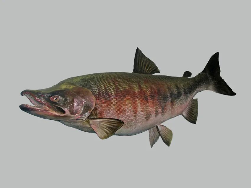Кета рыба. Кета рыба Дальневосточная. Тихоокеанский лосось кета. Выглядит рыба кета. Кидуч