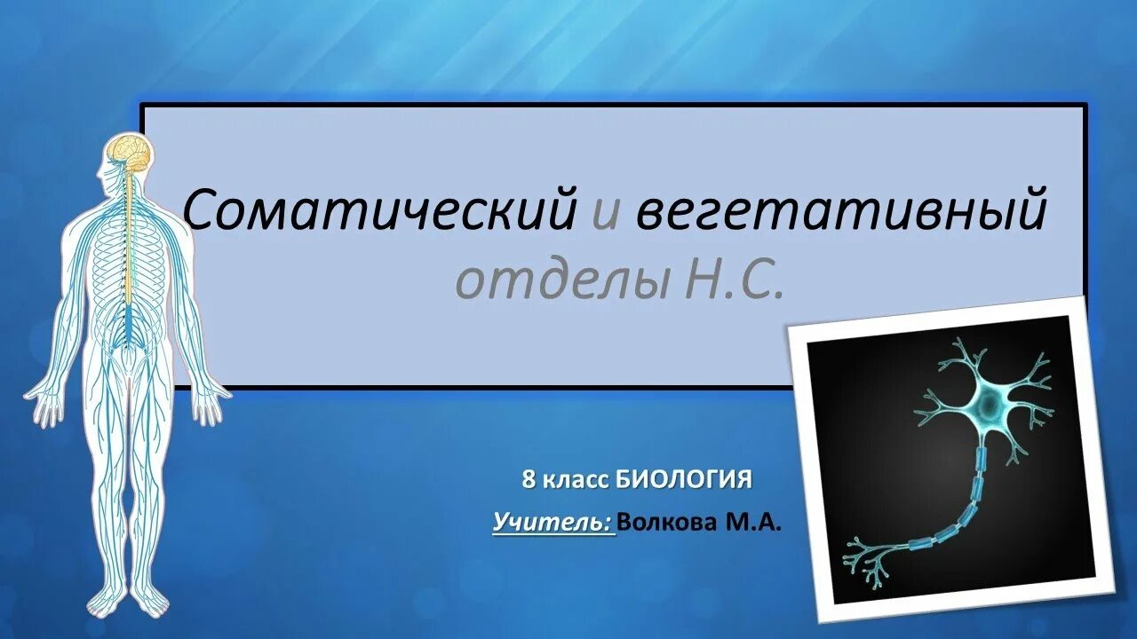 Соматический и автономный (вегетативный) отделы нервной системы. Соматическая нервная система 8 класс по биологии. Соматический и вегетативный отделы нервной системы 8 класс. Нервы это в биологии 8 класс.