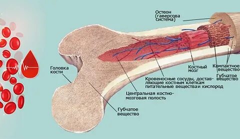 Кроветворную функцию выполняет красный костный