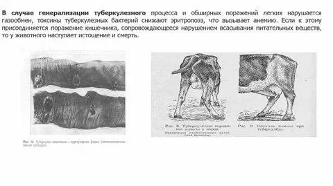 Собачий туберкулез