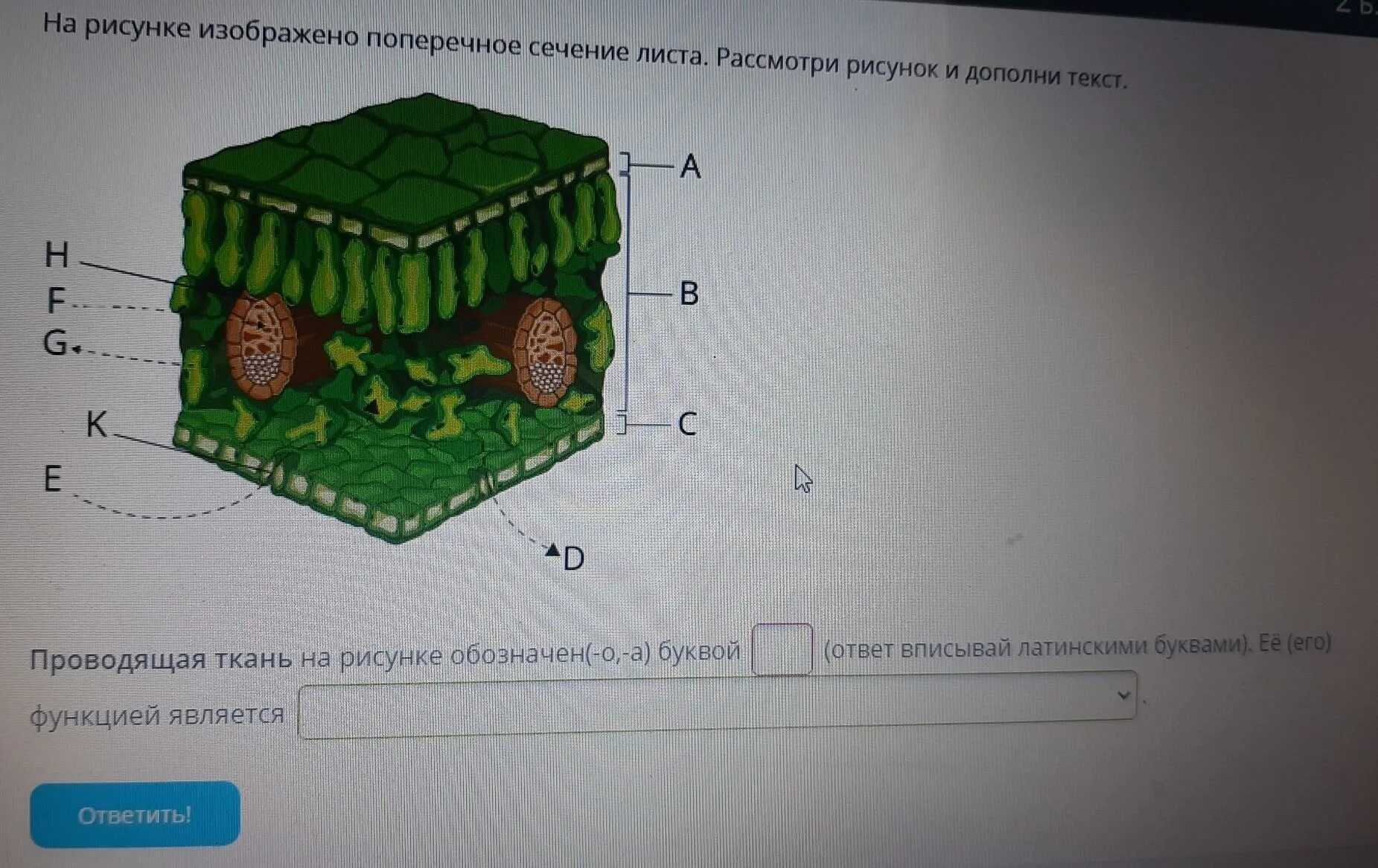 На рисунке изображено поперечное. Рисунок поперечного сечения листа. поперечное сечение листа проводящая ткань.
