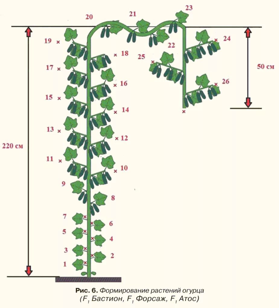 Посадка огурца в теплице расстояние. Формирование огурцов в теплице в один стебель схема. Схема формирования огурца Кураж. Схема прищипывания огурцов в грунте. Схема формировки огурцов в теплице.