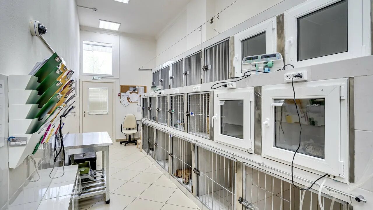 Стационар для кошек. Клетки для стационара. Ветеринарная клиника юна вет в подольске. Стационар для животных. Стационар для животных.