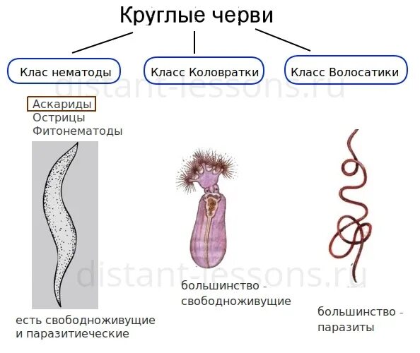 Представители свободноживущих червей. Классификация круглых червей. Систематика Тип круглые черви 7 класс. Классификация круглых червей биология. Классификация круглых червей схема.