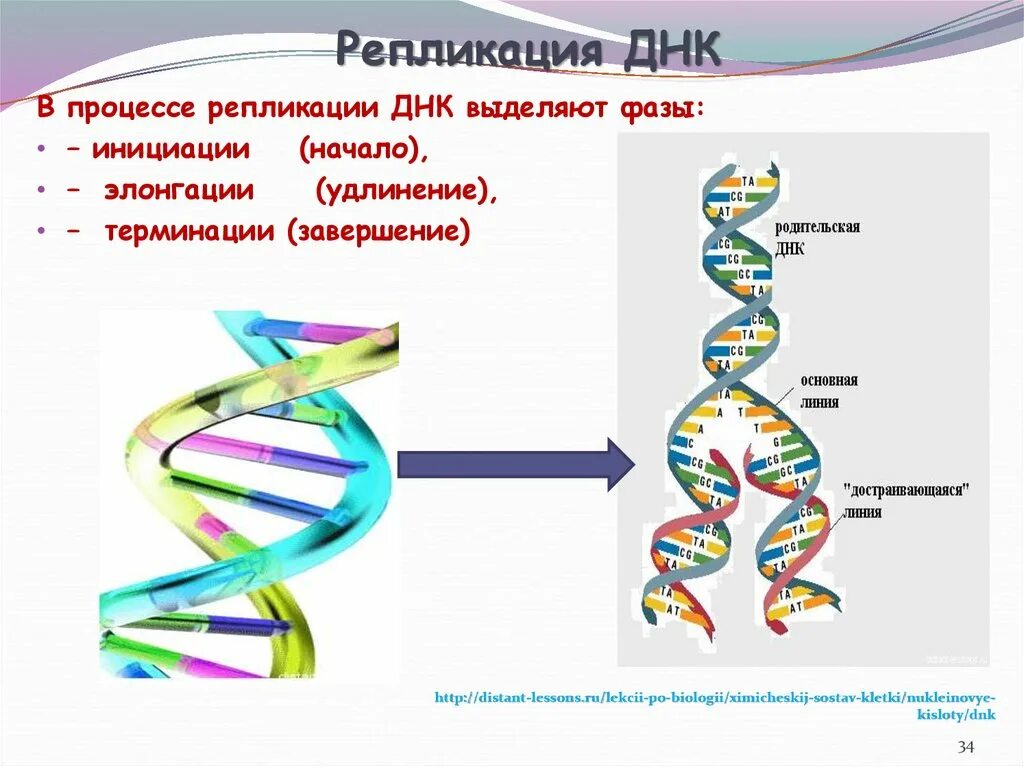 Репликация ДНК этапы рисунок. Репликация генетика. Репликация ДНК медицинская биология. Инициация репликации. Репликация в биологии