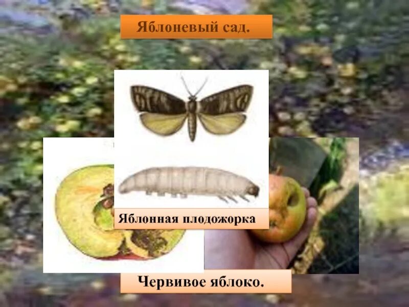 Незаметные защитники урожая. Защитники и вредители урожая. незаметные защитники урожая 4 класс презентация. яблонная плодожорка презентация.