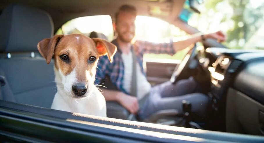 Путешествие на автомобиле с собакой. Animals in the car. Animals in the car. Собака в машине. Собака в машине жара.