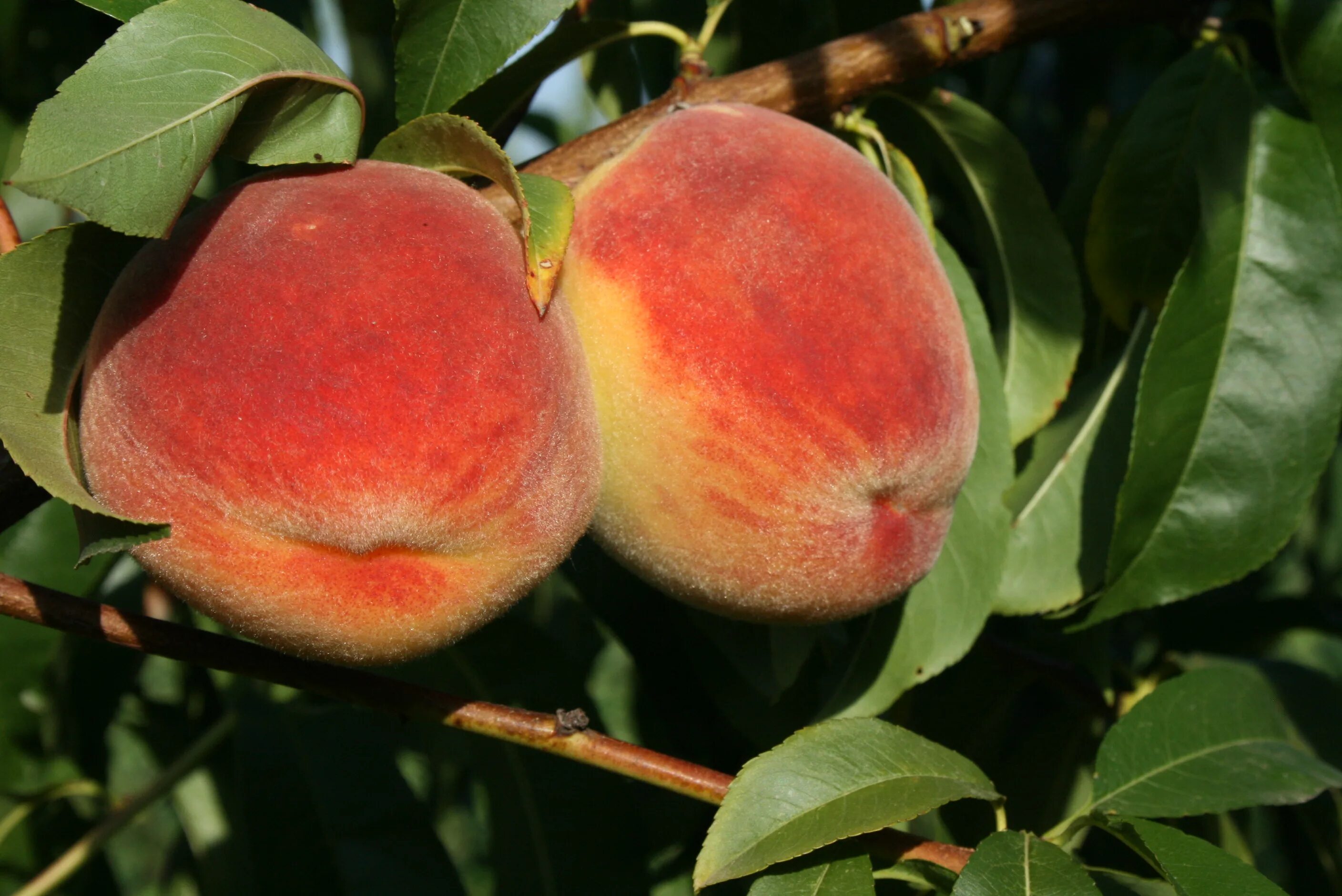 Характеристика сортов персика. Персик сорт фаворит мореттини. Персик сорт гринсборо. Дерево персика редхейвен. Характеристика сортов персика.