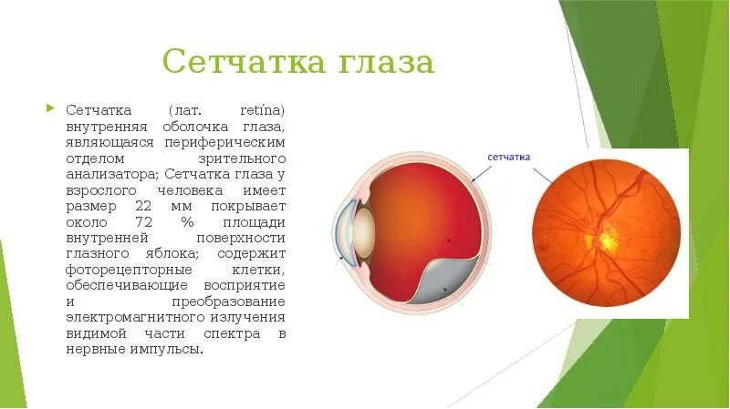 Внутренняя оболочка глаза сетчатка. Внутренняя оболочка (сетчатка глаза) слои. Периферический отдел сетчатки. Внутренняя оболочка глазного яблока.