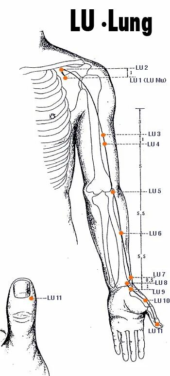 Меридиан лёгких точки акупунктуры. Lu6 точка акупунктуры. Lu5 точка акупунктуры. Чжун фу точка.