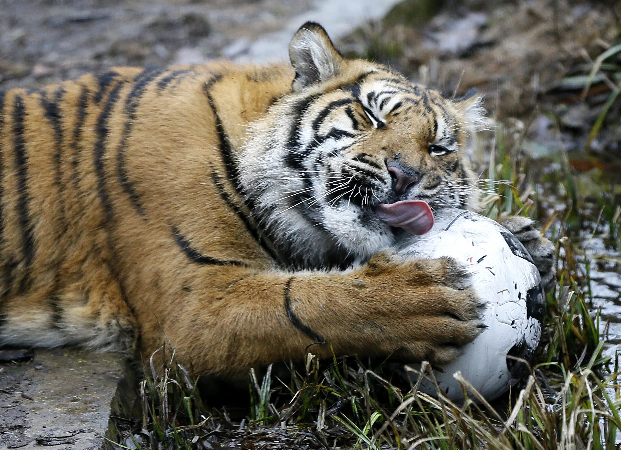 Хорош тайгер. Суматранский тигр. Амурский тигр. Амурский тигр фото. Уссурийская Тайга Амурский тигр.