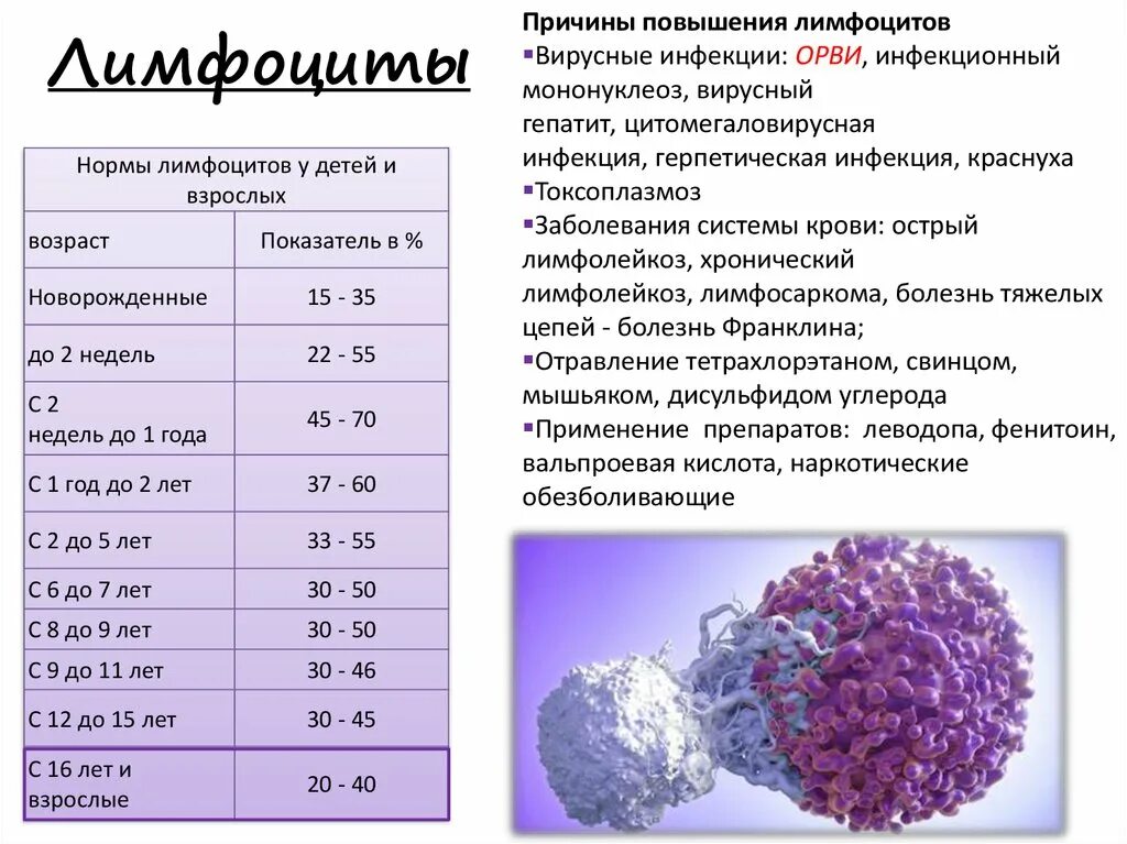 Повышены лейкоциты лечение