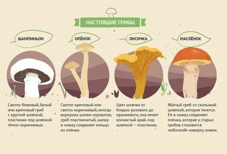 Основные признаки ядовитых грибов. Распознать съедобные грибы от несъедобных. Отличие съедобных грибов от несъедобных. Отличить съедобные грибы от несъедобных. Как отличить съедобные грибы от несъедобных грибов.