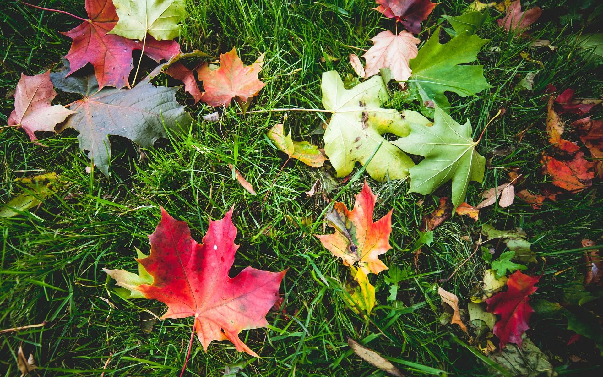 Выделение растений листопад урок. Разноцветные листья. Осень листья. Листья на газоне. Кленовые листья на траве.