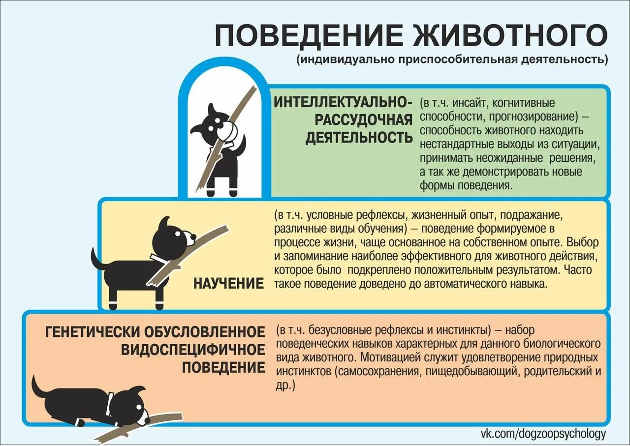 Физиологическое поведение. Типы поведения животных. сигналы стресса у собак. поведение домашних животных. инстинктивное поведение животных.