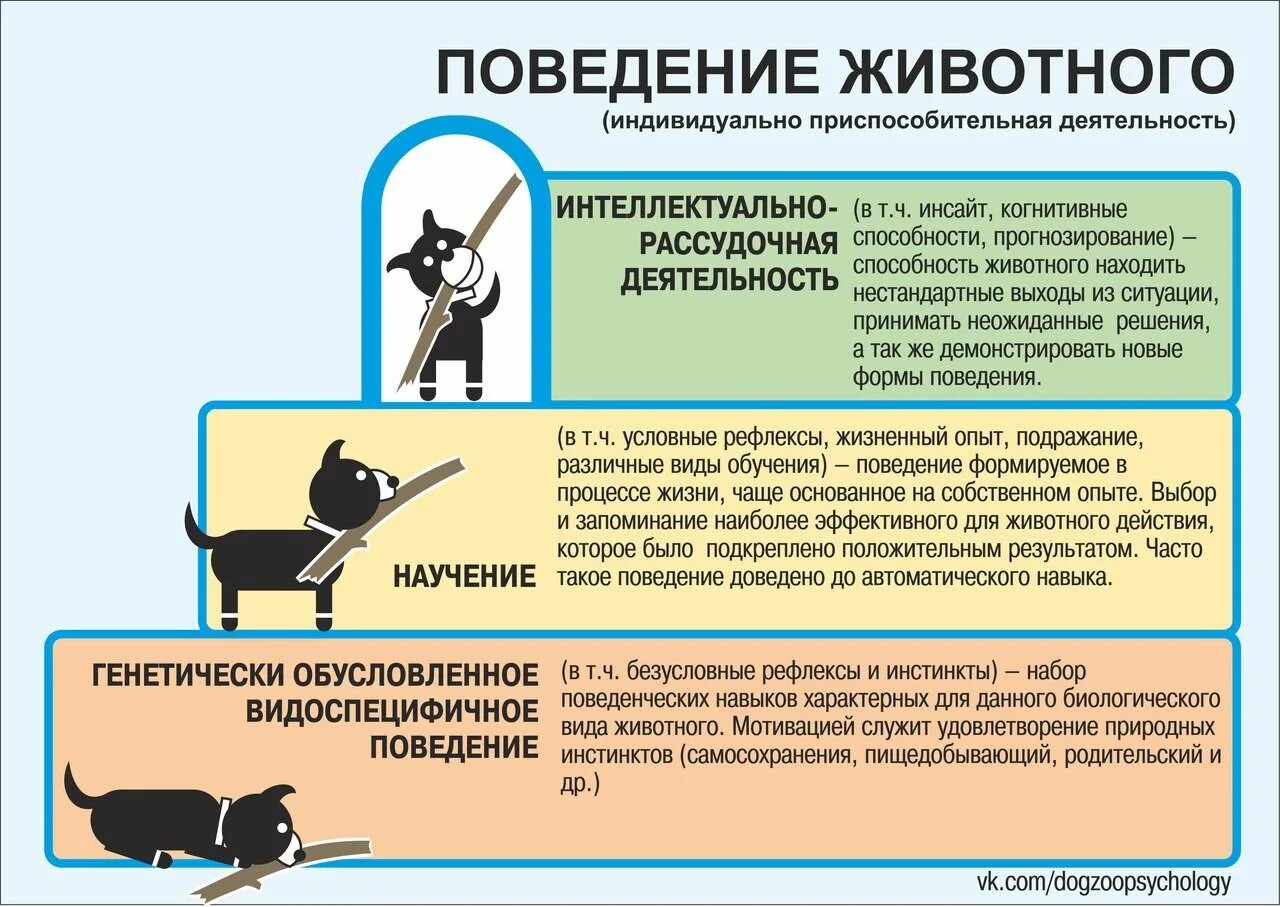 Сложное инстинктивное поведение. Типы поведения животных. Сигналы стресса у собак. Инстинктивное поведение животных. Поведение домашних животных.