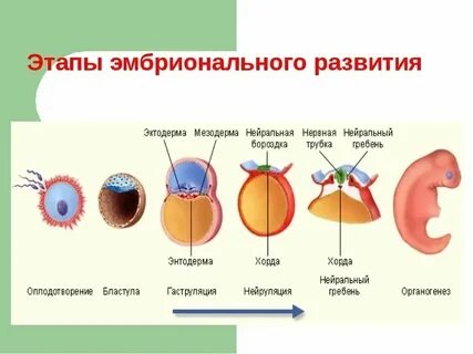Установите последовательность процесса развития зародыша