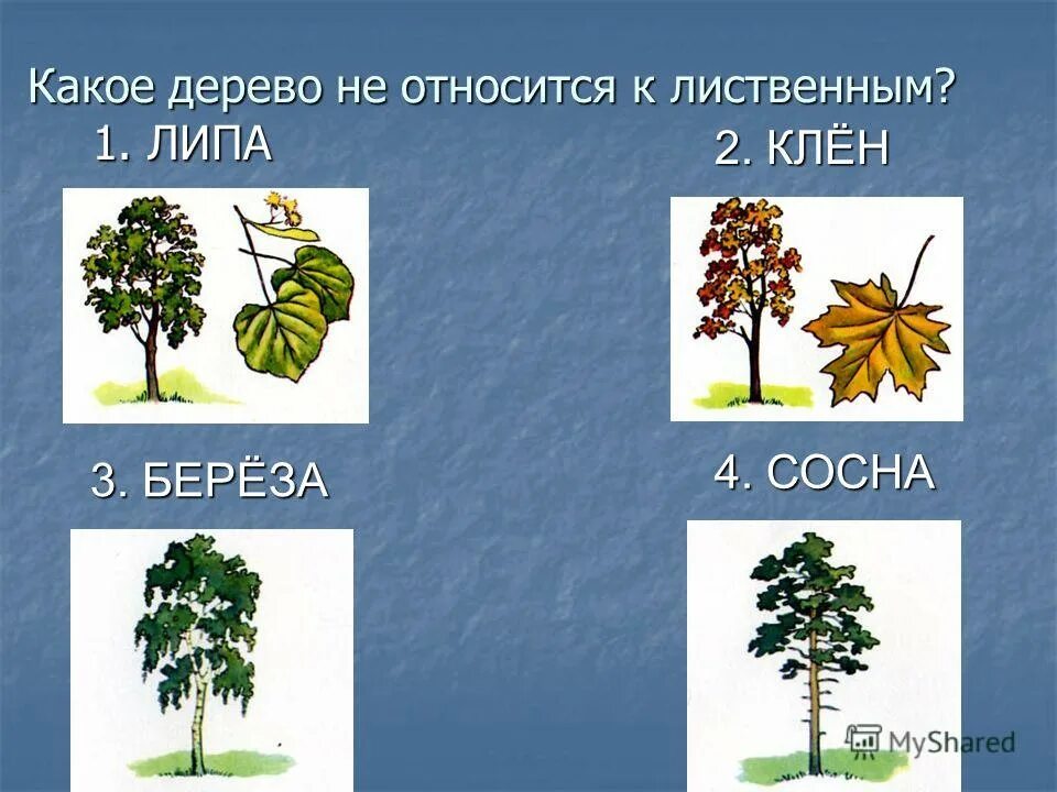 Тополь дерево описание. Систематика растения ива плакучая. Осина классификация. Дерево тополь информация. К листопадным относятся деревья.