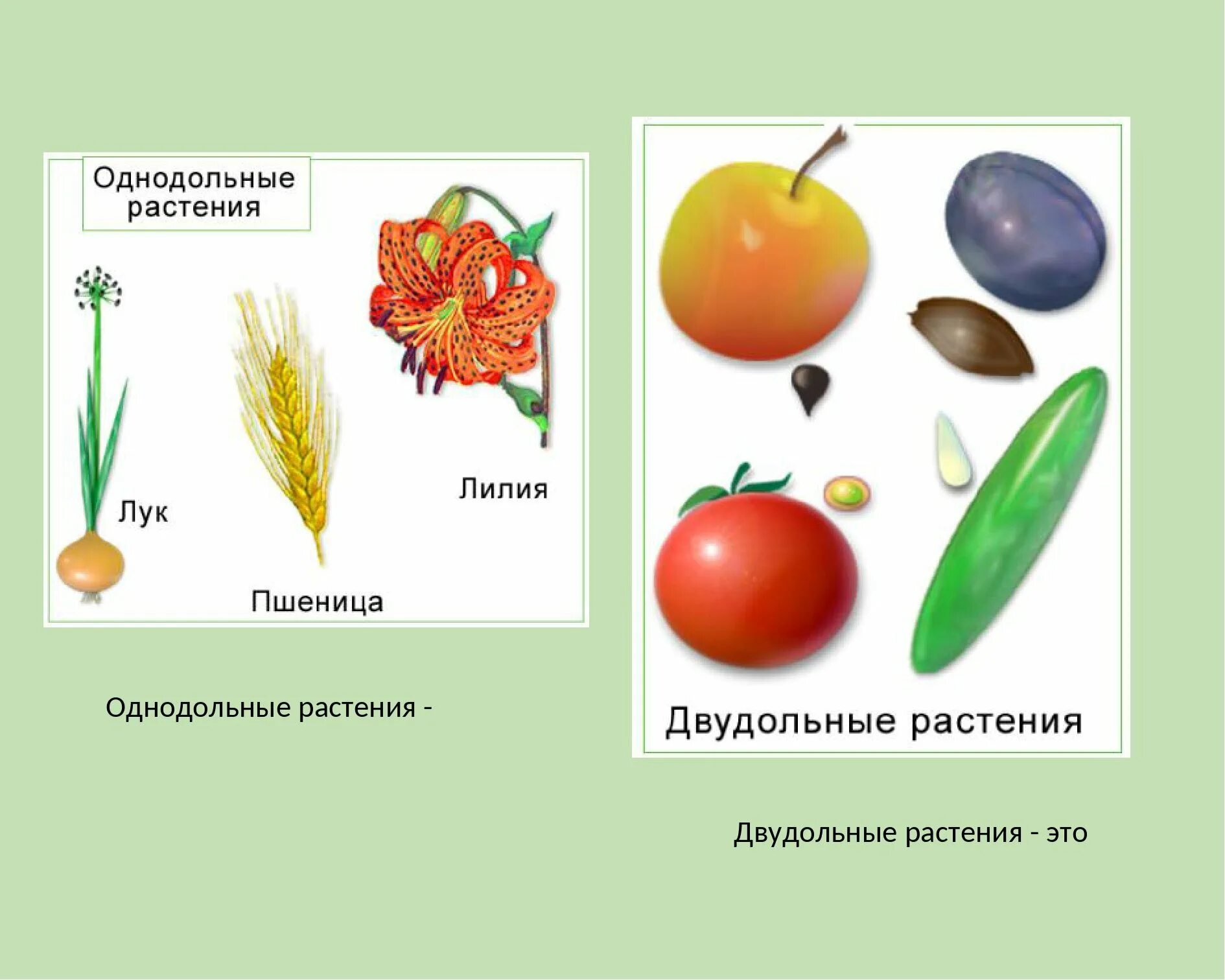 Томат двудольное растение