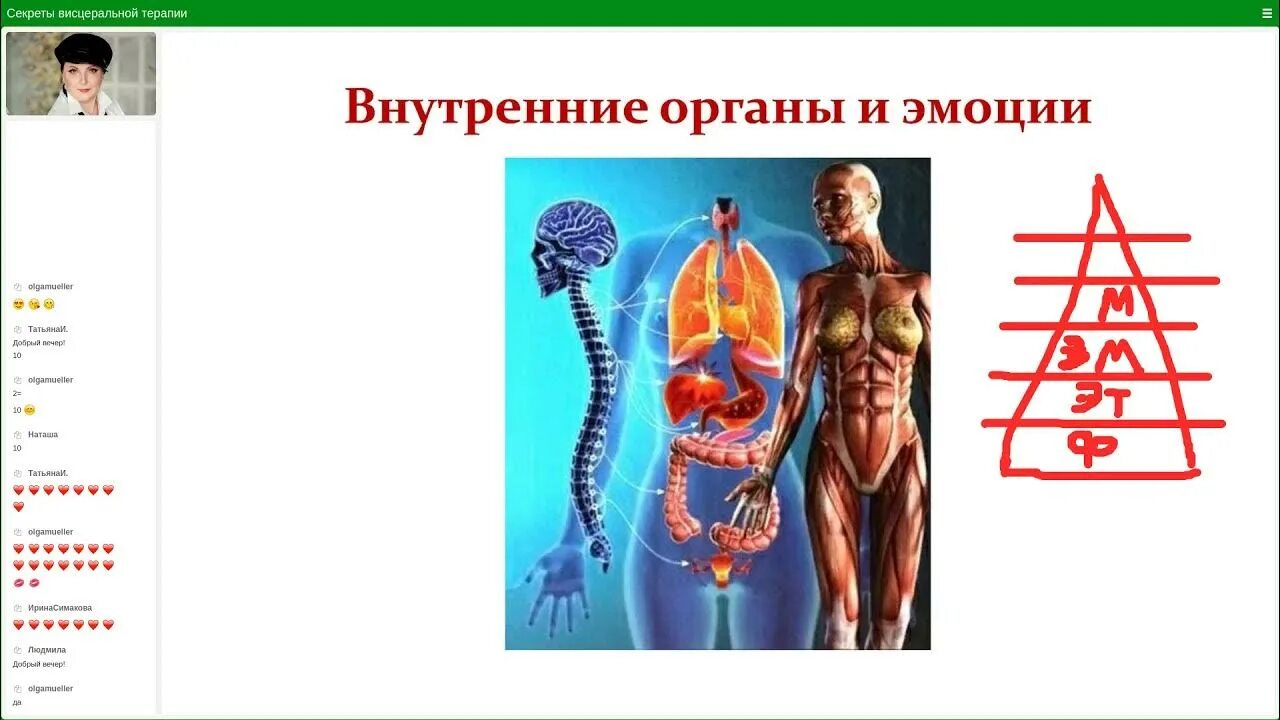 Висцеральный ростов. Висцеральный массаж по огулову. При метаболическом синдроме в жировой ткани. Висцеральная терапия. Висцеральный хиропрактик.
