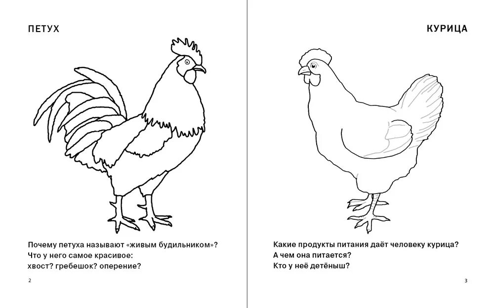 Почему человек петух. Домашние птицы задания для детей. Курица задания для дошкольников. Птицы задания для детей. Домашние и Дикие птицы задания для дошкольников.