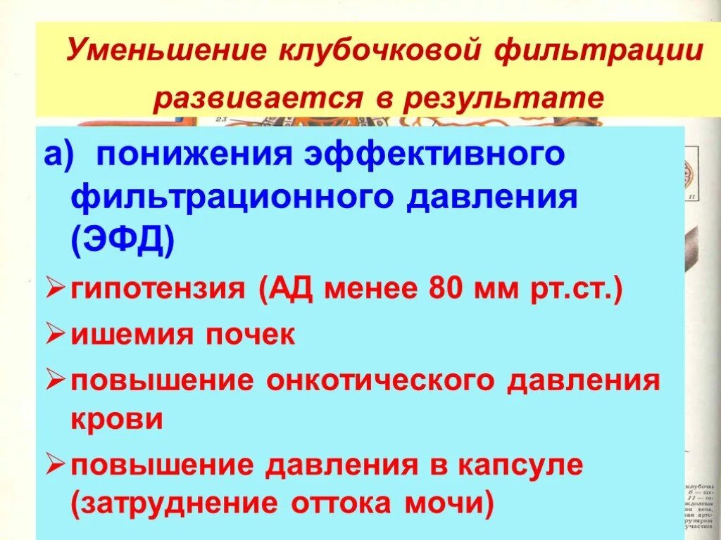 Снижение скорости клубочковой фильтрации. Уменьшение клубочковой фильтрации. уменьшение фильтрации почек. причины снижения клубочковой фильтрации. нарушение скф.