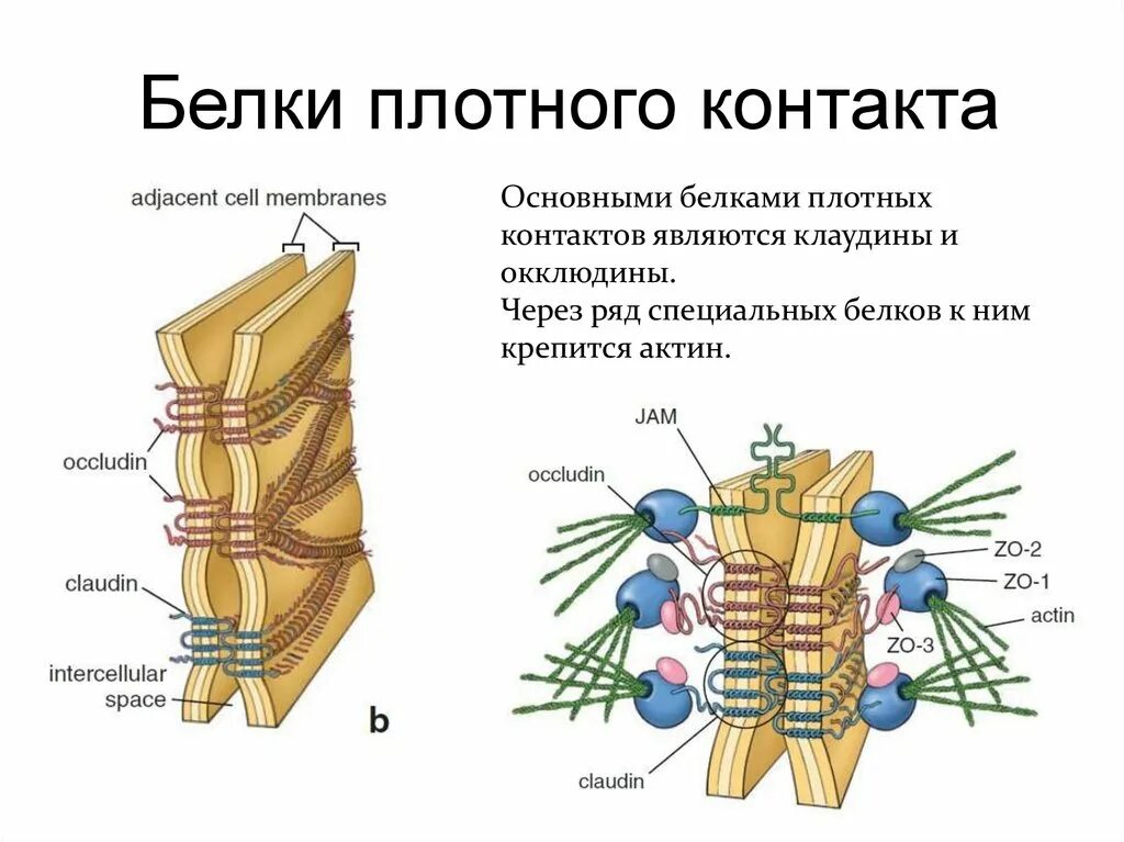 Схема строения межклеточных контактов разных типов гистология. Адгезивные белки межклеточного матрикса биохимия. Типы межклеточных контактов гистология. Функции десмосомы гистология. Строение межклеточных контактов.
