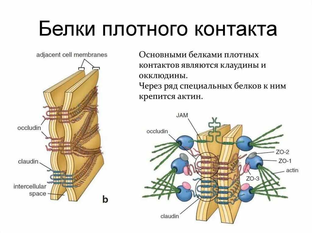 Плотный белок