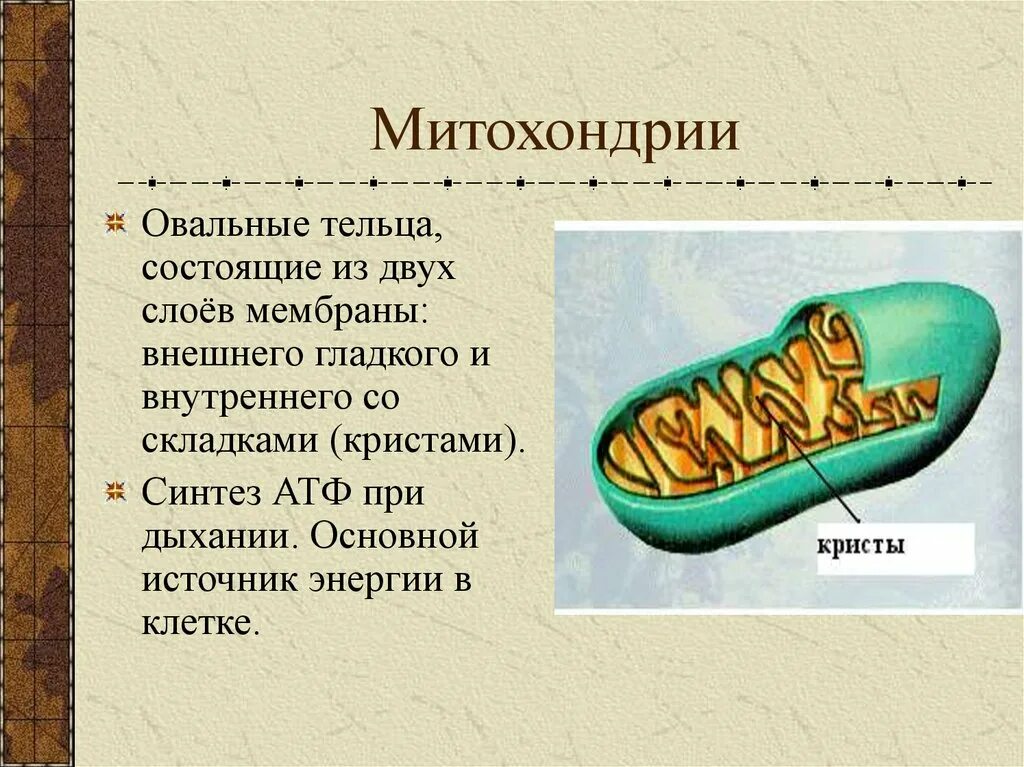 Митохондрии синтезируют атф. Синтез АТФ В митохондриях. Митохондрии у Царств. Синтез митохондрий. Строение митохондрии.