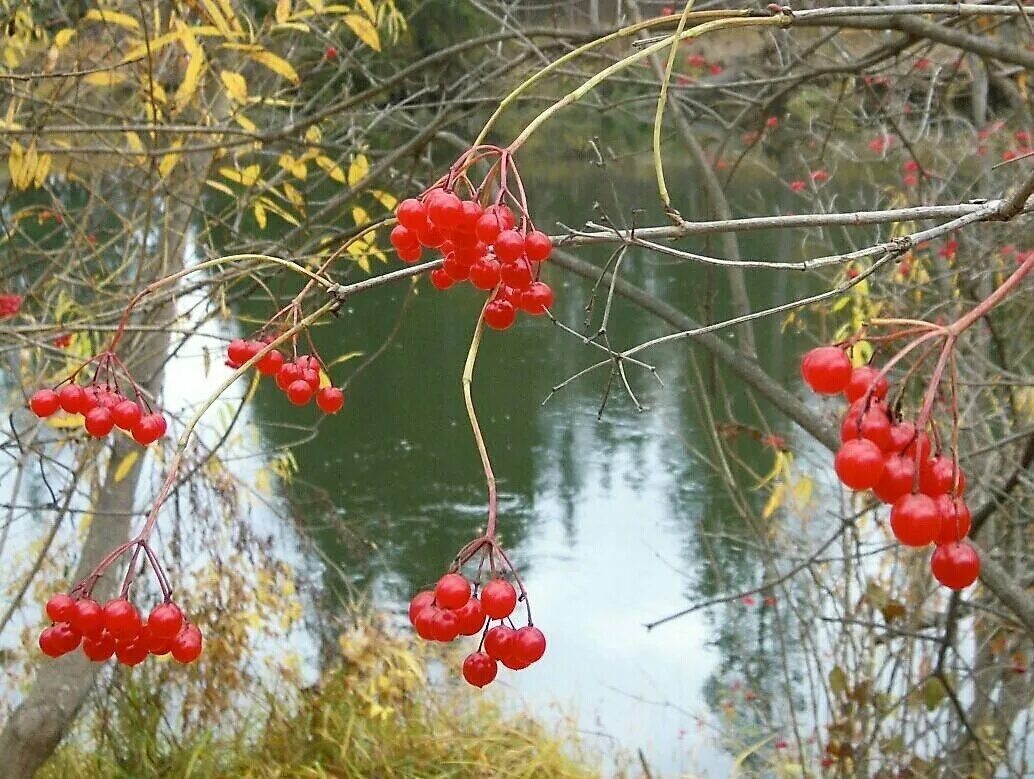 Калина над водою. Калина над водой картинки. Красивые картинки Калина над речкой. Не грусти Калина над рекою.