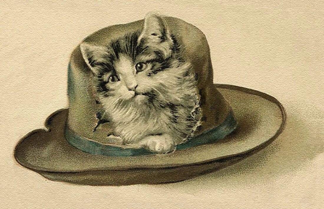 Животные шляпа. Кот в шляпе. Кошка в шляпе. Кошечка в шляпке. Кошка в шляпе картинки.